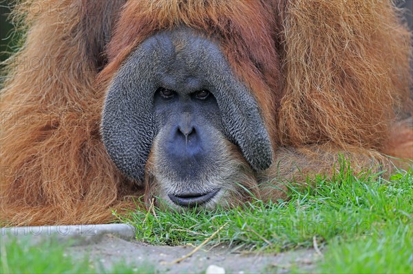 Orang Utan