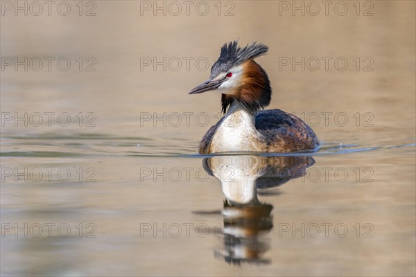 Great crested grebe