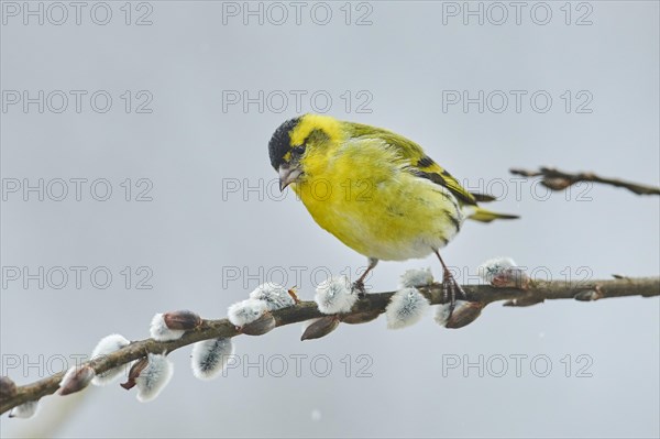 Eurasian siskin