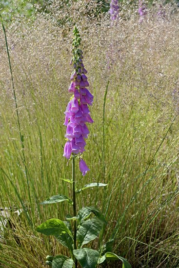 Common foxglove