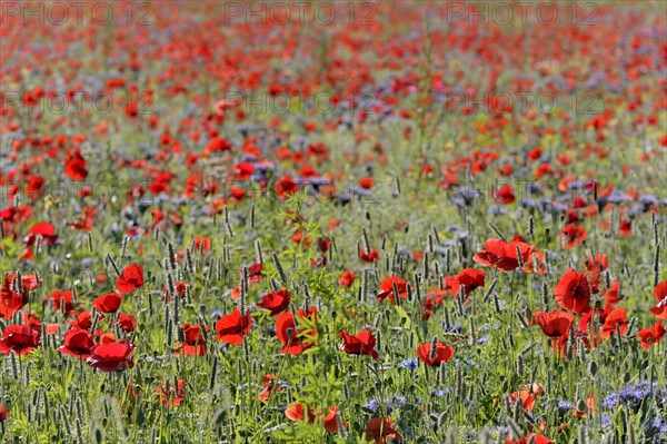 View over a flowering strip with tansy phacelia