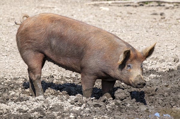 Duroc pig