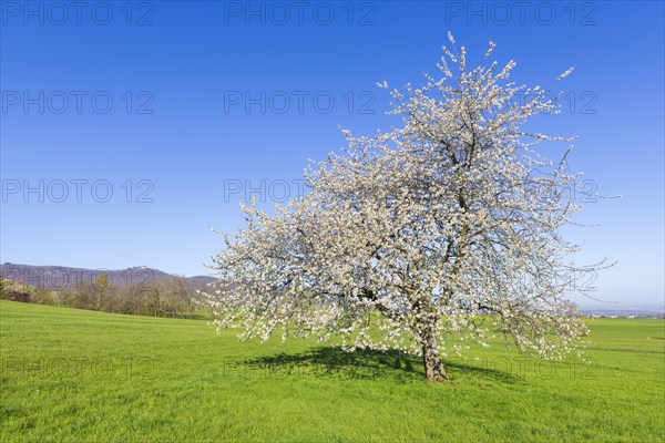 Orchard meadow