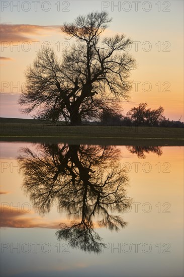 Crack willow or brittle willow