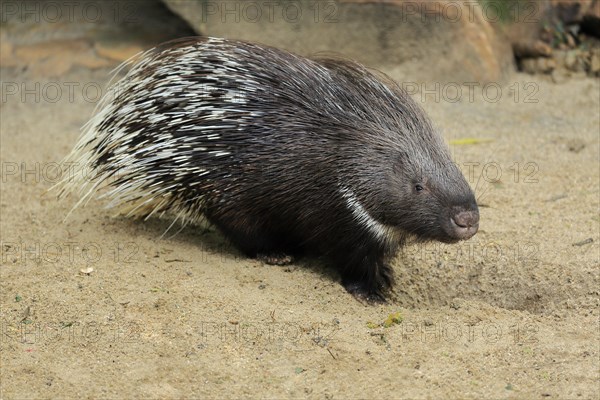 Indian white-tailed porcupine