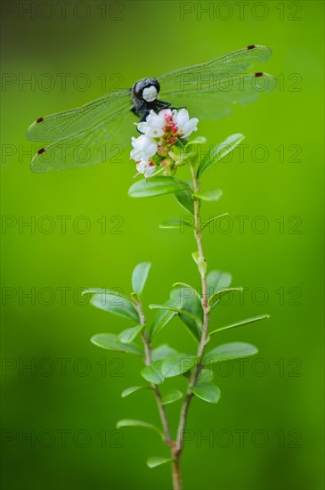 White-faced darter