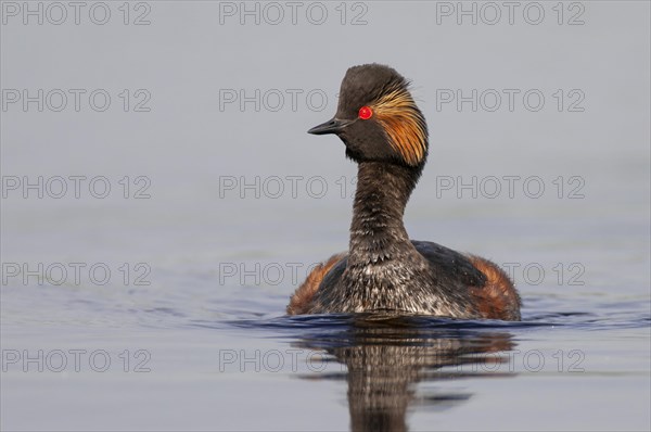 Black-necked Grebe