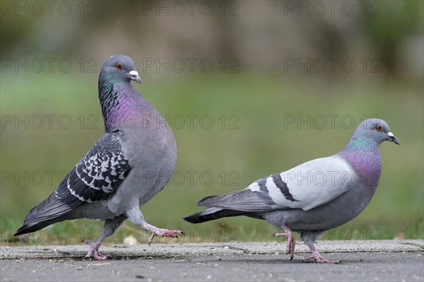 City dove