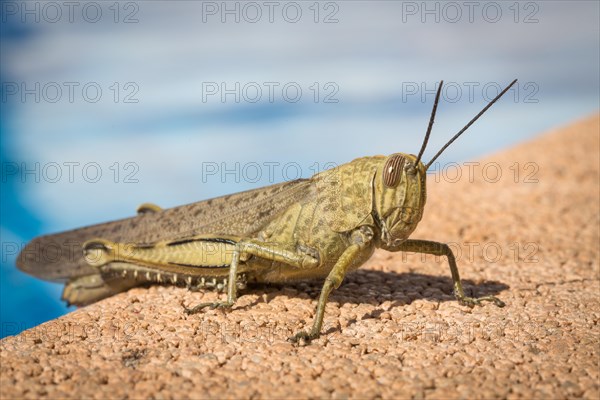 Blue-winged grasshopper