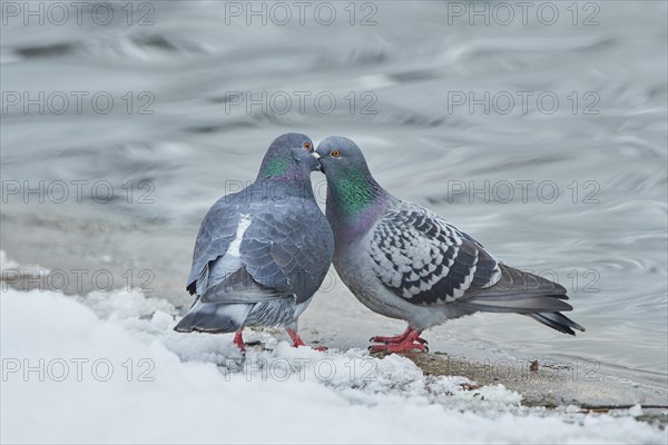 Pigeons