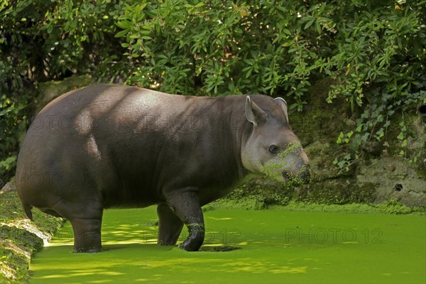 Lowland tapir