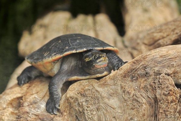 Indomalayan leaf turtle