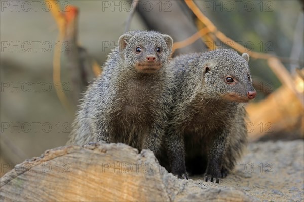 Dwarf mongoose