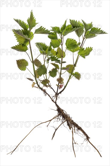 Stinging nettle