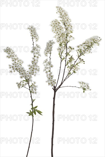 Flowering twigs of bridal spirea