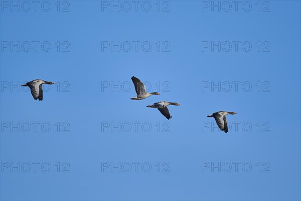 Flying Greylag geese