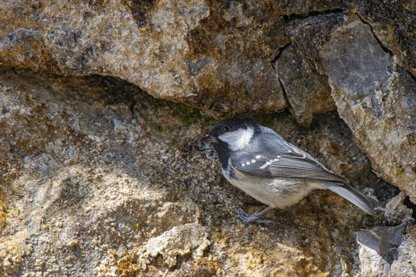 Coal tit