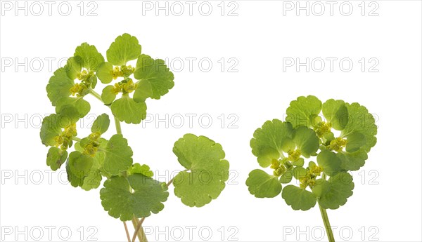 Flowers of alternate-leaved spleenwort
