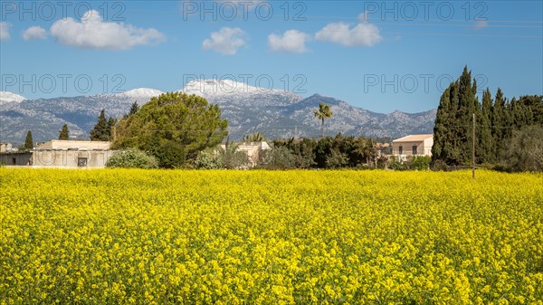 Rape field in bloom in the Majorcan hinterland