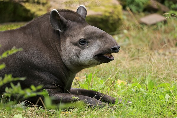 Lowland tapir