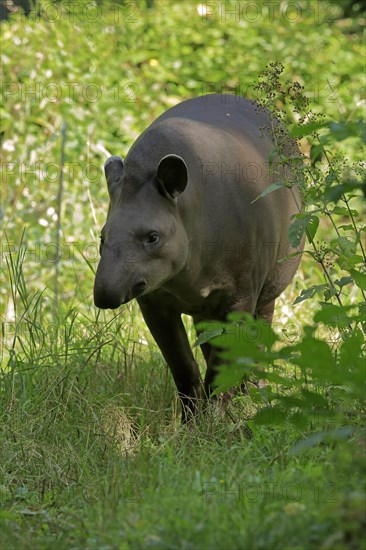 Lowland tapir