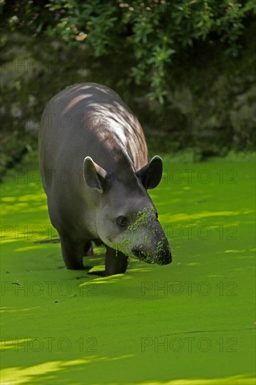 Lowland tapir