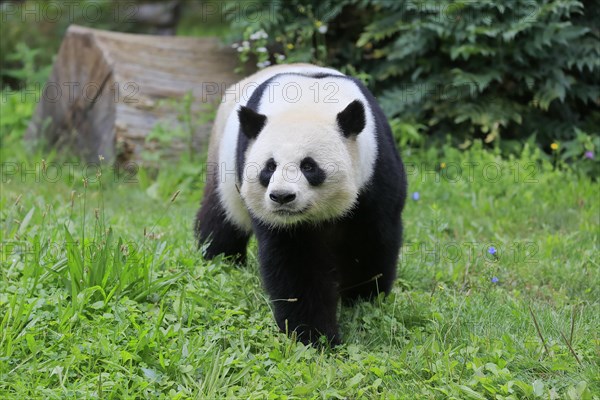 Giant Panda