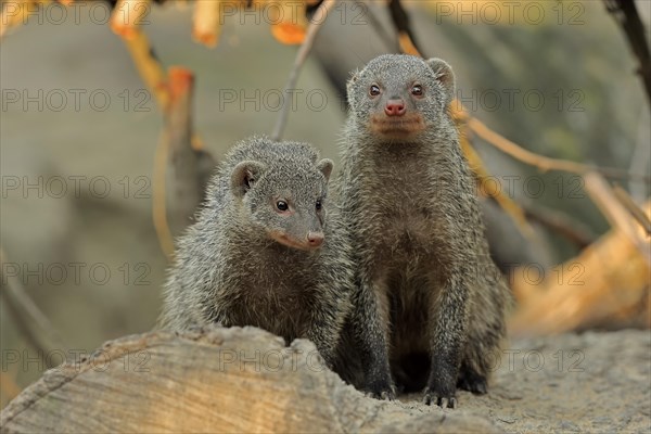 Dwarf mongoose