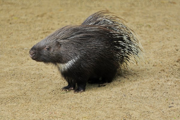 Indian white-tailed porcupine