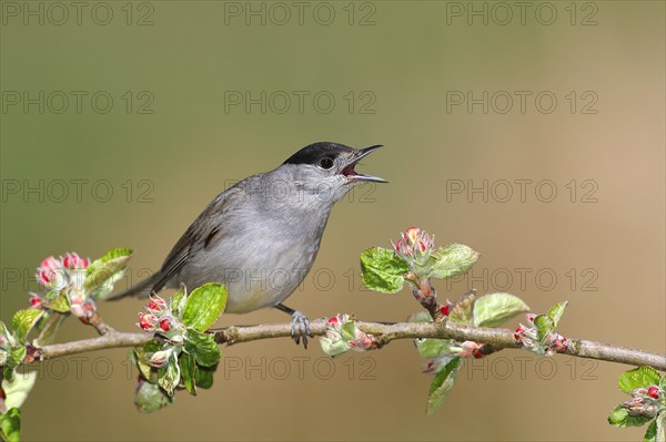 Blackcap