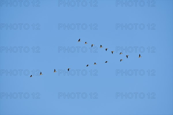 Greylag goose