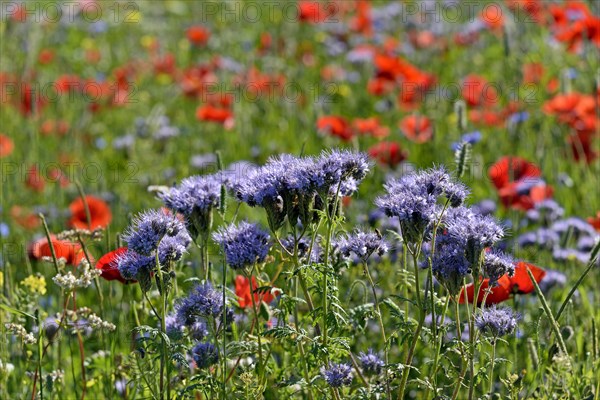 Lacy Phacelia