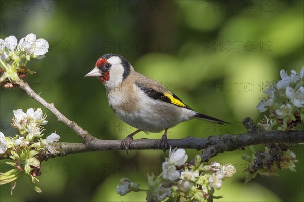 European goldfinch