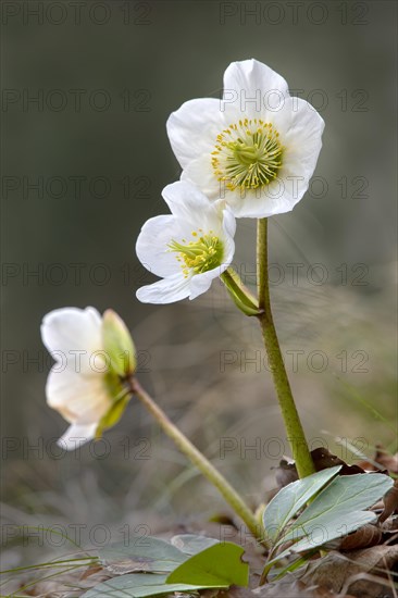 Black hellebore