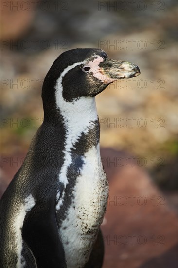 Humboldt penguin