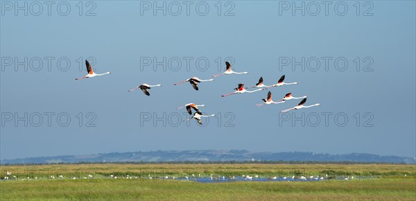 Greater flamingos