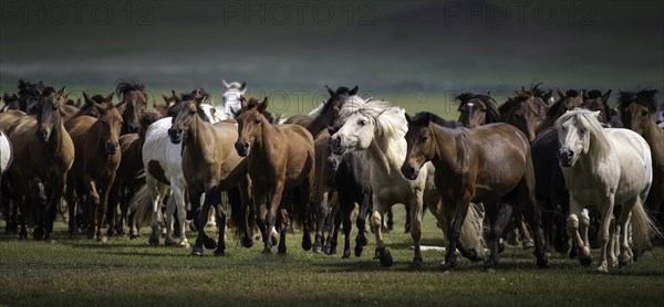 Domestic Horses