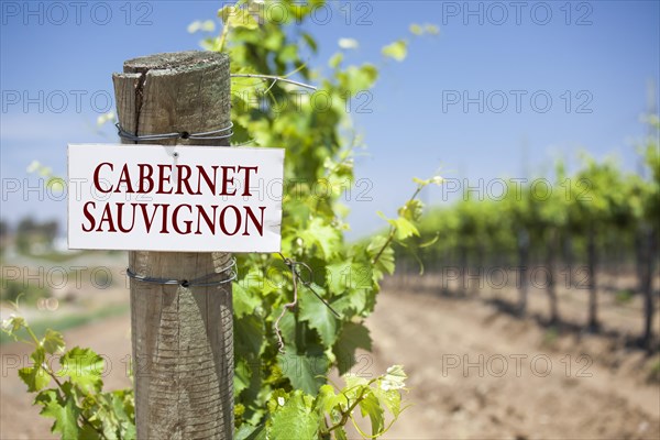 Cabernet sauvignon sign on post at the end of a vineyard row of grapes