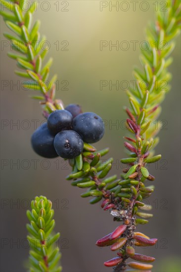 Crowberry