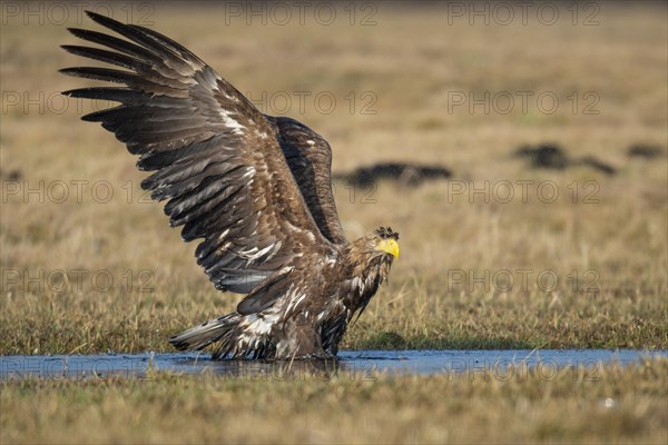 Bathing White-tailed eagle