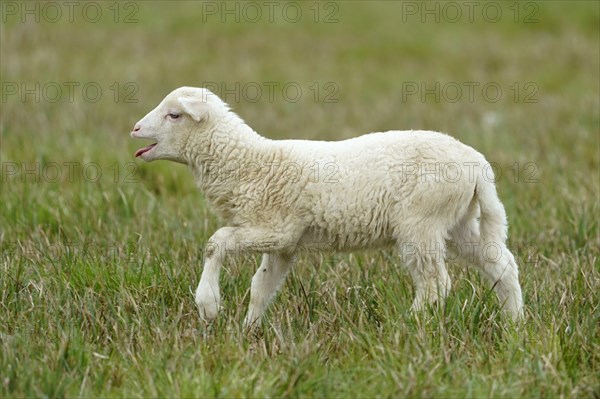 Forest sheep