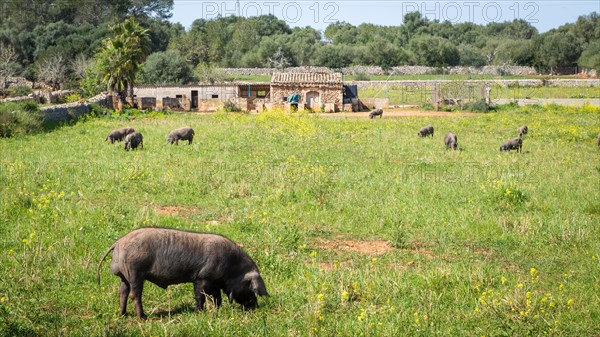 Iberian pigs in a meadow