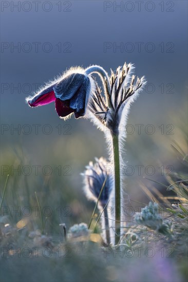 Meadow pasque flower