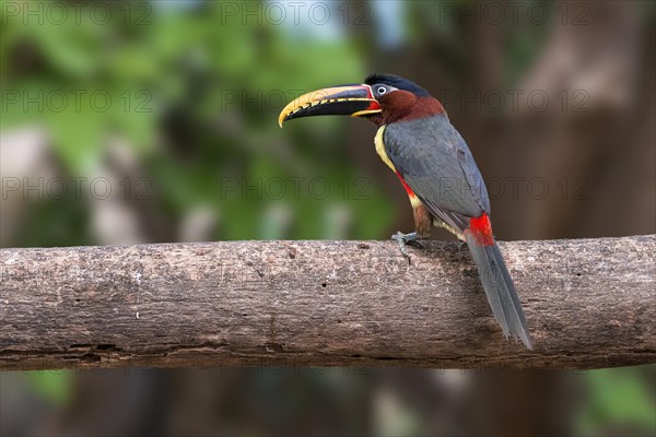 Chestnut-eared aracari