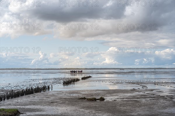 Beach at low tide with wooden groynes