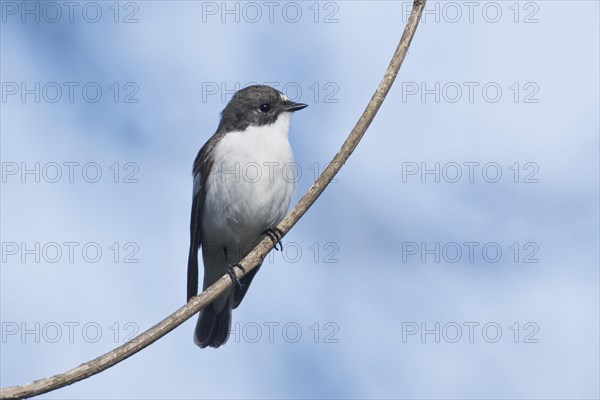 European Pied Flycatcher