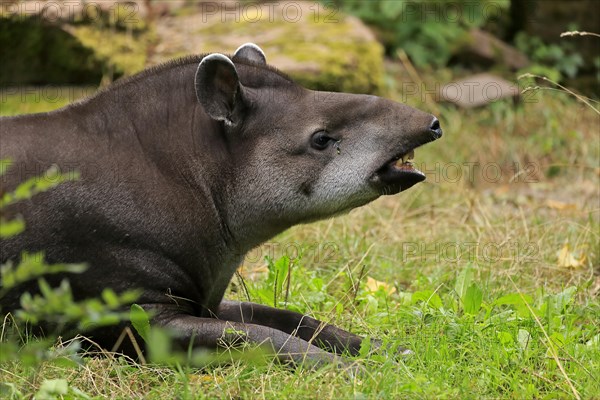 Lowland tapir