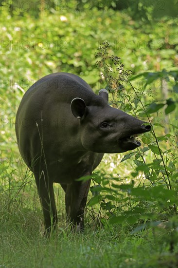 Lowland tapir