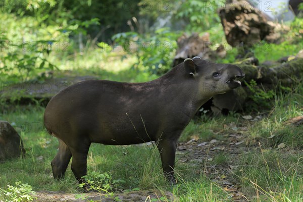 Lowland tapir