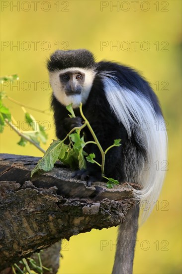 Mantled guereza